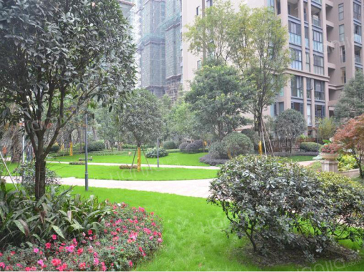 青白江海棠明著实景图-小柯网