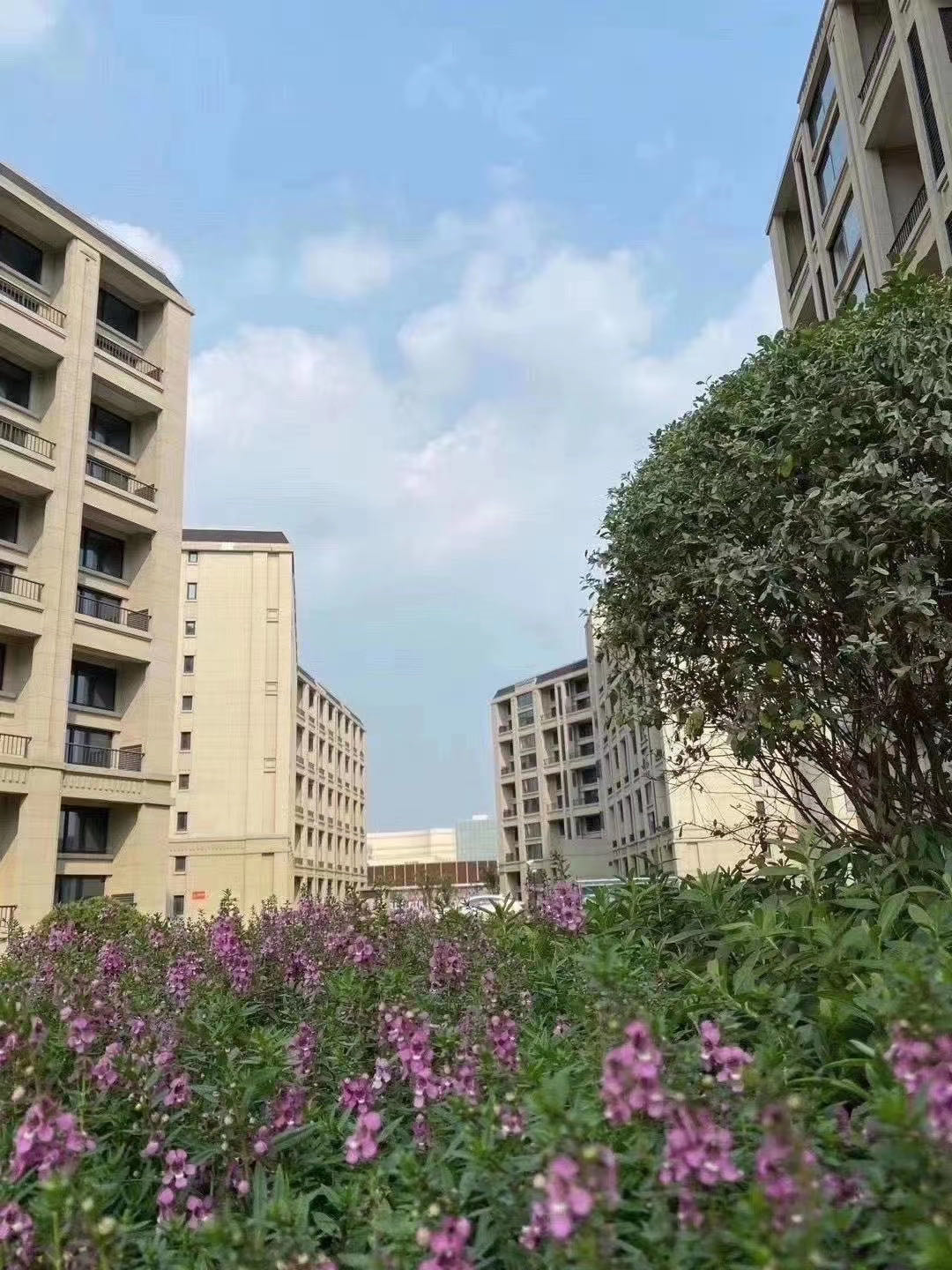 佘山星辰实景图-小柯网